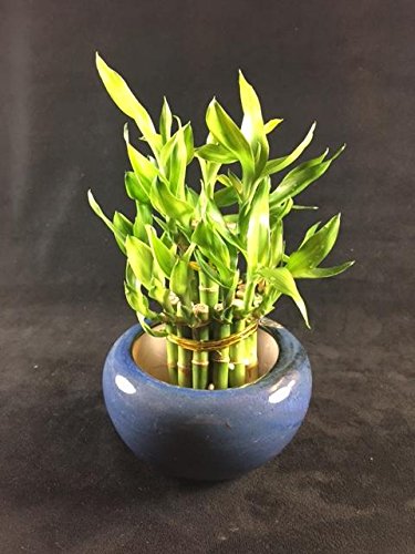 Large 2 tiers 46 Lucky Bamboo with light blue ceramic pot