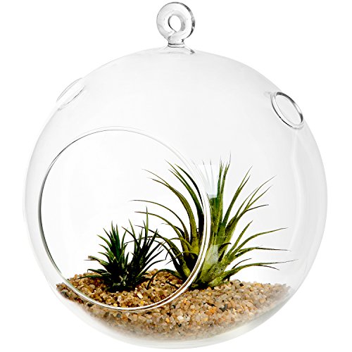 7&quot Large Clear Glass Hanging Air Plant Terrarium Ball  Votive Candle Holder W Flat Baseamp Loop Hook