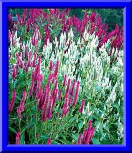 Candlestick Celosia Mixed Colors 30 Seeds