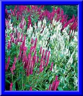 Candlestick Celosia Mixed Colors 30 Seeds - Comb