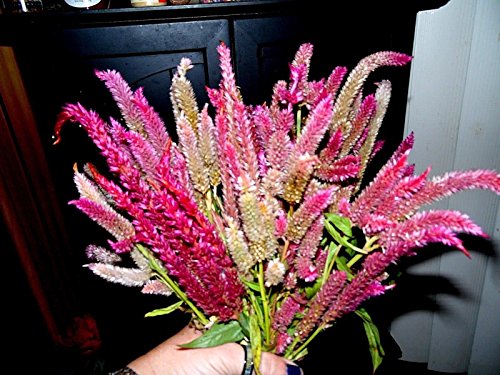 Neon Pink Candlestick Celosia 25 Seeds