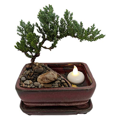 Reflections Japanese Juniper Bonsai Tree - PotSaucerLED Floating Candle-6x4x2