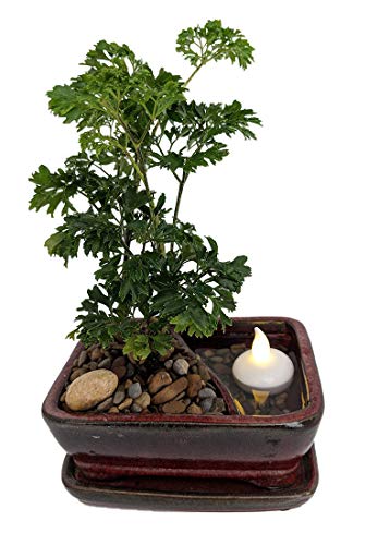 Reflections Ming Aralia Bonsai Tree - PotSaucerFloating LED Candle - 6x4x2