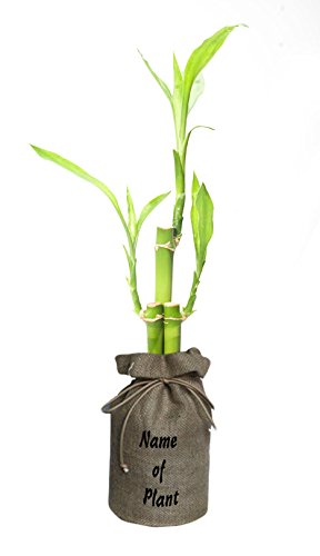 Lucky Bamboo Live Plant Non-gmo Organic Healthy Strong Root High Quality Live Plant Decorative Plant
