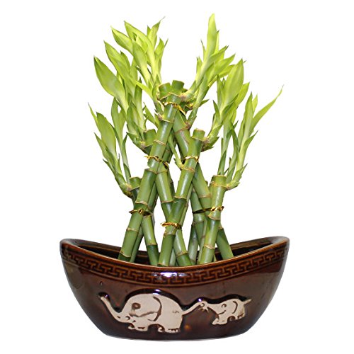 3 Tier 6" 8" 10" Top Quality Lucky Bamboo For Feng Shui (total About 18 Stalks &ceramic Pot