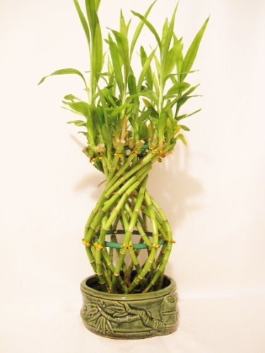 9greenbox - Live Large Pineapple Style Lucky Bamboo Plant Arrangement W Green Ceramic Pot 18 Stalk gift