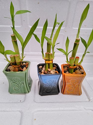 Betterdecor- 3 Sets Of Lucky Bamboo Arrangement In 3 Pots For Gift And Fengshui