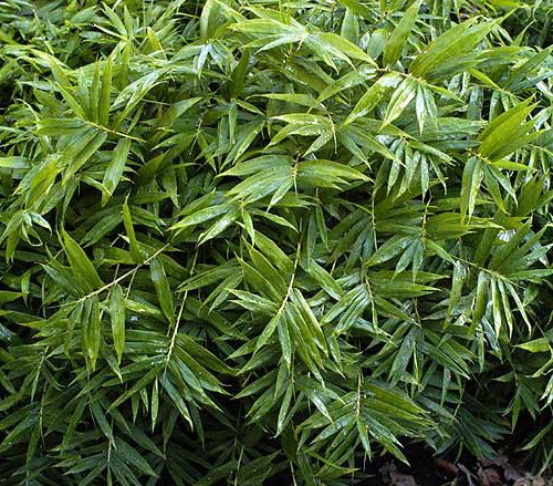 Dwarf Fernleaf Bamboo - Pleiblastis Distichus - Grow Indoors/out/bonsai - 4" Pot