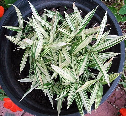 Dwarf Whitestripe Bamboo - Pleiblastis Fortuni - Grow Indoorsout - 4&quot Pot