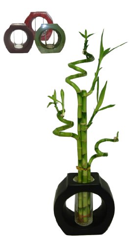 Gogogreen88 - 5 Stems Spiral Lucky Bamboo In Large O Pot