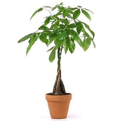 Jm Bamboo 5 Money Tree Plants Braided Into 1 Tree -pachira-4" Clay Pot For Better Growth Between 10-12 Inches