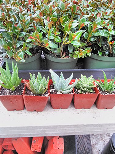 Jmbamboo-4 Different Aloe Plants - Easy To Grow/hard To Kill! - 3" Pots