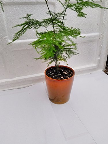 Jmbamboo- Fern Leaf Plumosus Asparagus Fern Yellow- 4"ceramic Pot - Easy To Grow - Great Houseplant