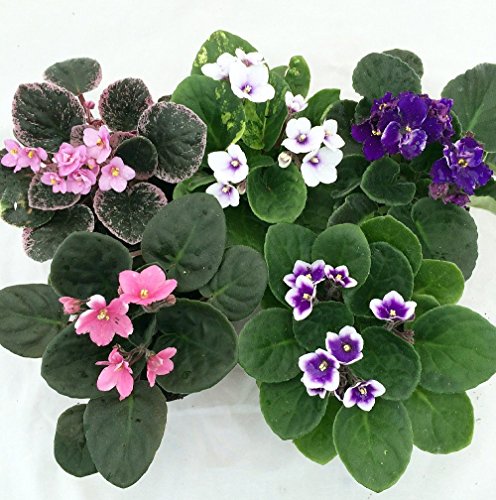 Jmbamboo- Novelty African Violet - 4" Pot/better Growth - Best Blooming Plant