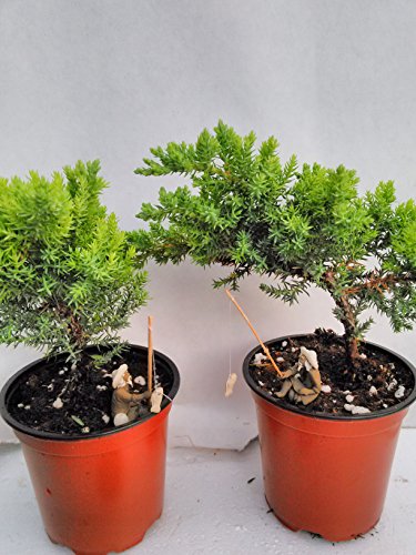 Jmbamboo - Two Tree Bonsai Juniper Garden 4'' Pot With Fishman