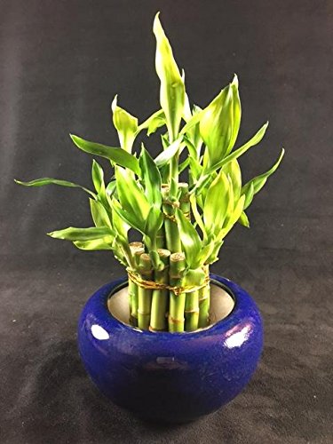 Large 2 tiers 46 Lucky Bamboo with dark blue ceramic pot