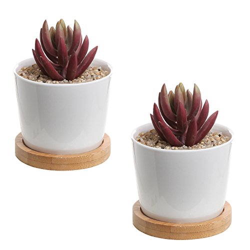 Set Of 2 Modern White Ceramic Succulent Planter Pots / Mini Flower Plant Containers With Bamboo Saucers