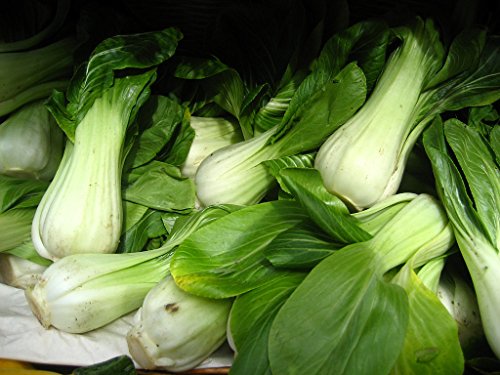 Sow No GMO Cabbage Pak Choi Bok Choi Non GMO Heirloom Asian Chinese Japanese Garden Vegetable 500 Seeds