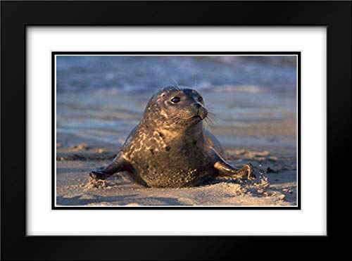 Talbot Frank Christopher 38x28 Black Modern Frame and Double Matted Museum Art Print Titled CA La Jolla A Baby Seal in Childrens Pool
