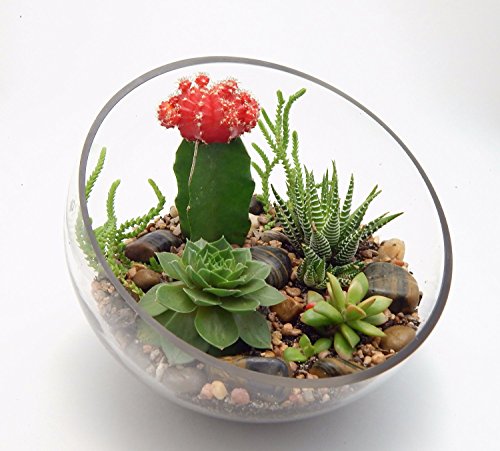 Succulent And Grafted Cactus Large Half Moon Glass Terrarium Kit