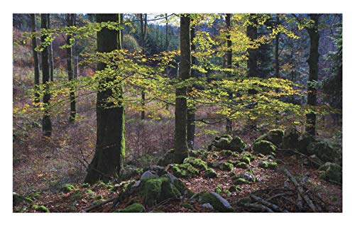 Ambesonne Forest Doormat Natural Scenery Trees Autumn Season in Woods Wilderness Rural Growth Eco Photo Decorative Polyester Floor Mat with Non-Skid Backing 30 X 18 Green Pale Pink