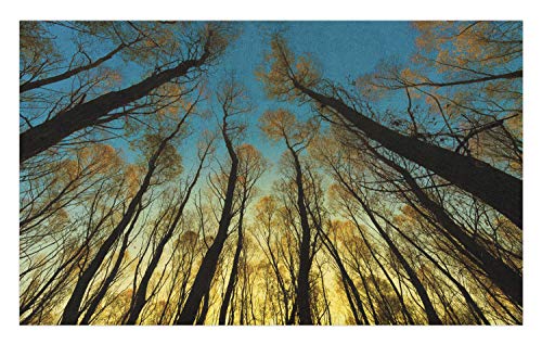 Ambesonne Forest Doormat Rural Scenery with Trees Reaching Out to Sky at Sunrise Nature Pastoral Image Decorative Polyester Floor Mat with Non-Skid Backing 30 X 18 Yellow Blue Black