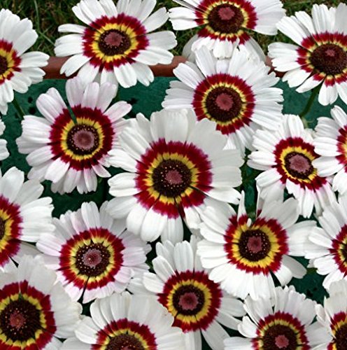 Painted Daisy Flower Seeds 1000 Heirloom Flower Seeds Per Packet Non GMO Seeds Islas Garden Seeds