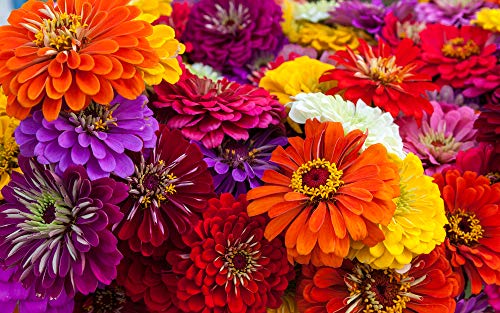 Zin Master Zinnia Mix Flower Seeds 200 Heirloom Flower Seeds Per Packet Non GMO Seeds Botanical Name Zinnia elegans Islas Garden Seeds