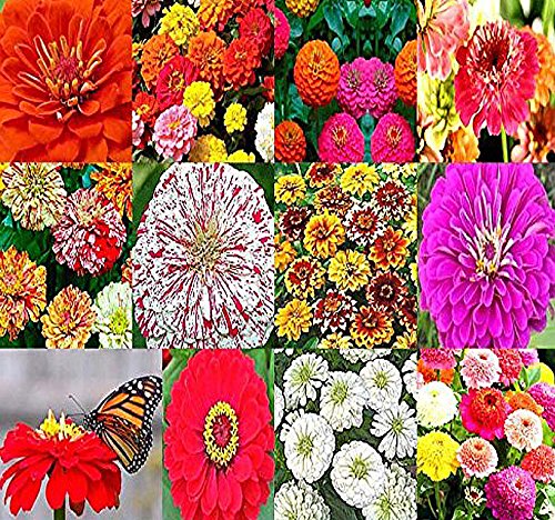 Big Pack  (2000) Zinnia Rainbow Mix  Flower Seeds By MySeedsCo (Big Pack  Zinnia Mix)