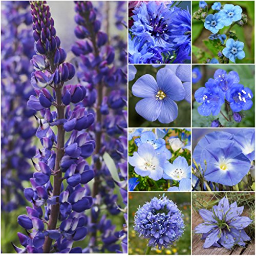 Bulk Package of 30000 Seeds Wildflower MixtureDazzling Blue (99 Pure Seed  9 Species) Seeds by Seed Needs
