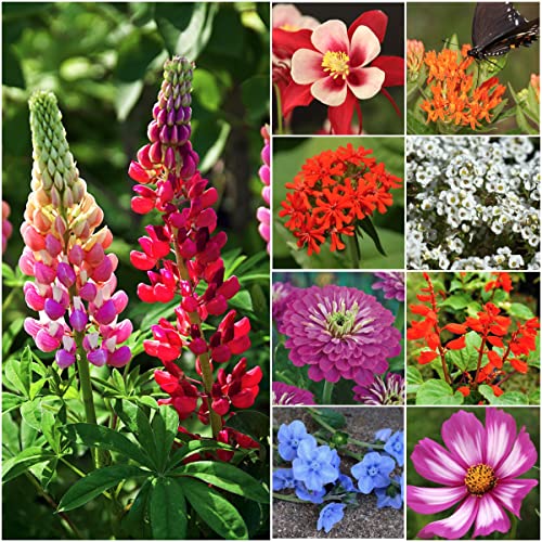 Seed Needs Bird and Butterfly Wildflower Mixture (99 Pure Live Seed) Bulk Package of 30000 Seeds