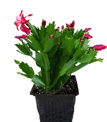 RedPinkWhite Flower Christamas Cactus Live PlantZygocactus4 Holiday Cactus Indoor or Outdoor Plant
