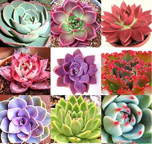 50 Seeds Color Echeveria Mix Rare Exotic Succulent Hen Chicks Seed Flowering