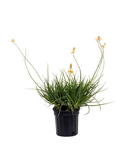 AMERICAN PLANT EXCHANGE Orange Bulbine 1 Gallon Live Plant 6 Pot Flowering Shrub