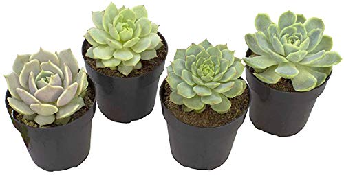 Altman Plants Echeveria Succulents Live Plants (4 Pack) Assorted 25 Potted Succulents Plants Live House Plants in Cacti and Succulent Soil Wedding Party Favors Cactus Plants Live Indoor Plants