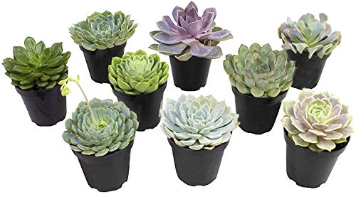 Altman Plants Echeveria Succulents Live Plants (9 Pack) Assorted 35 Potted Succulents Plants Live House Plants in Cacti and Succulent Soil Wedding Party Favors Cactus Plants Live Indoor Plants