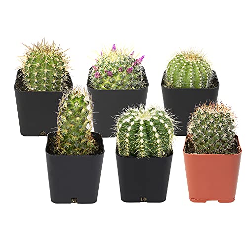Cactus Plants (Mix of 6) Mammillaria Cactus Plants Live in Cactus Soil Opuntia Cactus Live Plants Cacti Plants Cactus Décor Succulent Cacti Décor Drought Tolerant Plants by Plants for Pets