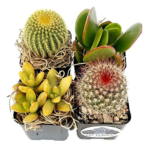 Fat Plants San Diego Miniature Flowering Cactus and Succulent Plant Collection (4)