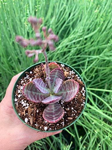 Flowering Plant  Kalanchoe Humilis ‘Desert Surprise Succulent Plant 4 Pot c3