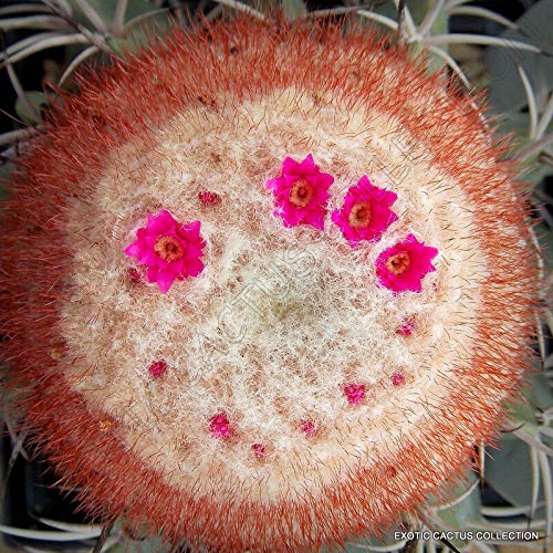 Rare Melocactus Concinnus Exotic Flowering Cactus Cacti Succulent Seed jocad (20 Seeds)