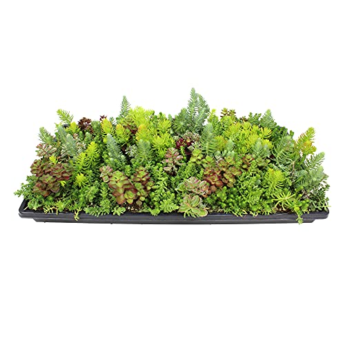 Sedum Tile Live Sedum Succulent Planter Stonecrop Plant Sedum Mat Preplanted Succulent Sedum Carpet Live Flowering Plants Sedum Planter Sedum Plant Succulents Live Plant Wall by Plants for Pets