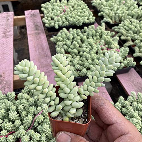 SmartMe Flowering Plant  Burros Tail Succulents Plants Sedum Morganianum Donkeys Tail Fully Rooted in 2 inch Pots Live Potted Succulents Indoor Outdoor Decor c6