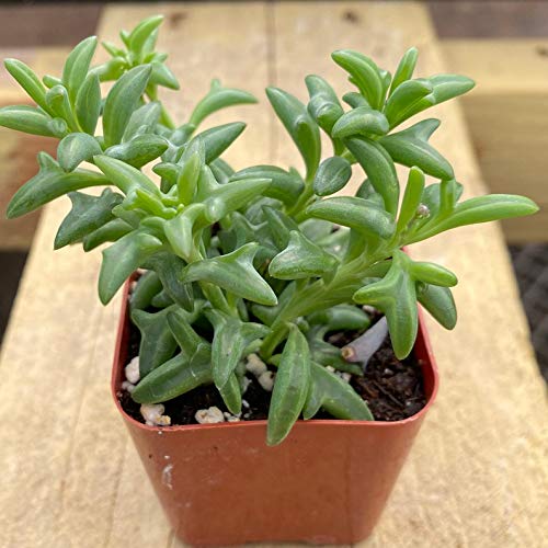 SmartMe Flowering Plant  Live Rare Succulent Senecio Peregrinus String of Dolphins Fully Rooted in 2 Planter Pots Home Indoor House Plant c6