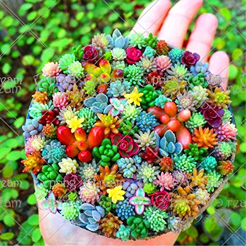 100 pcsbag Real mini succulent cactus seeds rare succulent perennial herb plants bonsai pot flower seeds indoor plant for home