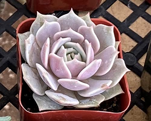 2in Echeveria Lola 1 Pack Rare Live Mini Succulent Plant Fully Rooted in Pots with Soil Mix Real House Plant for Indoor Outdoor Home Office Wedding Decoration DIY Projects Party Favor Gift