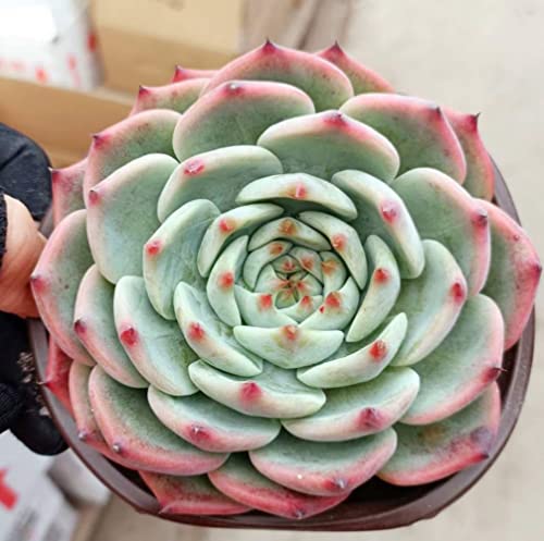 4 Echeveria Chihuahuaensis 1Pack Live Rare Succulent Potted with Soil Mix Real House Plant for Party Favors Home Indoor Outdoor Garden Wedding Decoration DIY Projects Gift Fully Rooted in Planter