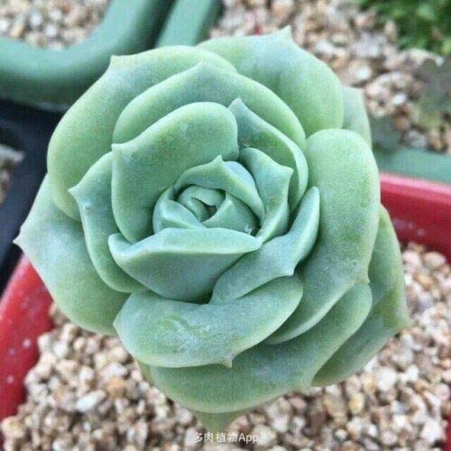 Echeveria Lovely Rose Korean Rare Succulent Plant 2