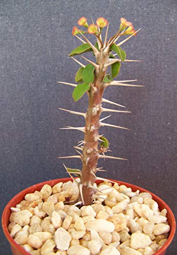 Euphorbia Delphinensis Exotic Rare Cactus Plant Cacti Bonsai Succulent rasa1ca (4 Pot Plant)