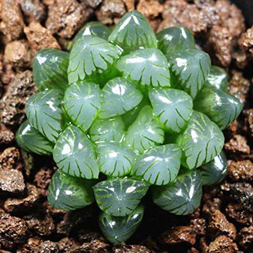 KOqwez33 Seeds Plant for Garden Decoration100Pcs Mixed Rare Succulents Seeds Perennials Plant Garden Balcony Bonsai Decor  100pcs Succulent Seeds