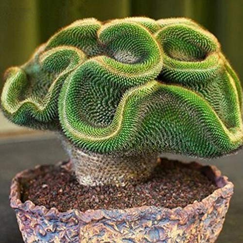 KOqwez33 Seeds Plant for Garden Decoration3060Pcs Rare Cactus Seeds Succulent Plant Home Office Ornament Bonsai Decor  30pcs Cactus Seeds